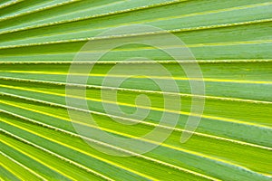 Palm leaf