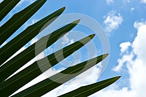 Palm leaf