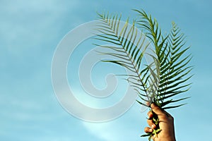 Palm leaf in hand against bright blue sky background. photo