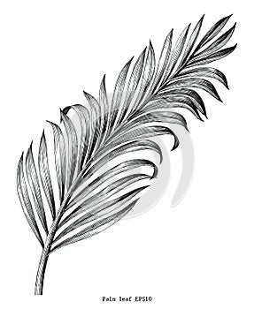 Palm leaf hand draw vintage engraving clip art isolated on white photo