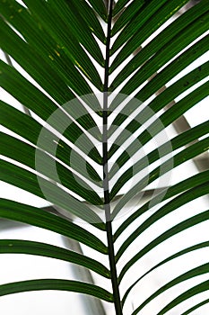 Palm leaf from howea forsteriana arecaceae kentiapalm from the lord-howe-islands