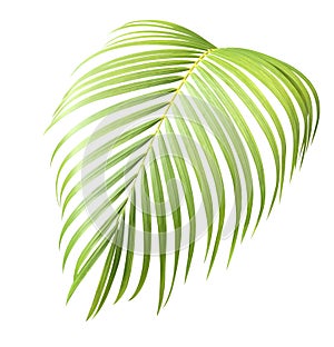 Palm leaf isolate is on white background with clipping path, mobile quality