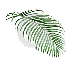 Palm leaf isolate is on white background with clipping path