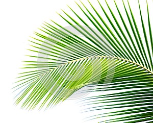 Palm leaf