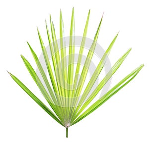 Palm leaf isolated