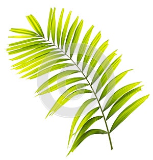 Palm leaf isolated