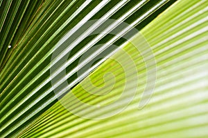 Palm leaf