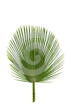 Palm leaf long, pointed leaves isolated.