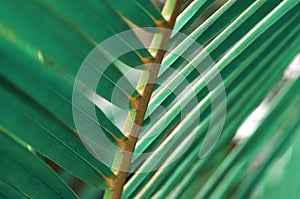 Palm leaf macro