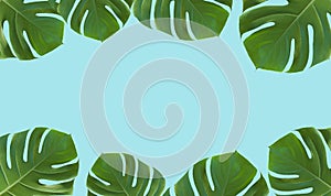 Palm leaf monstera on colored minimal background. Tropical summer frame blue background. Jungle, exotic, beauty concept.