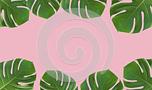 Palm leaf monstera on colored minimal background. Tropical summer frame pink background. Jungle, exotic, beauty concept.