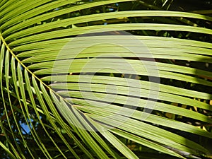 Palm Leaf: A Touch of Tropicality