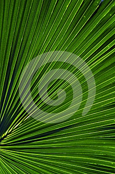 Palm Leaf Pattern