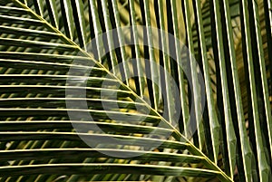 Palm leaf pattern