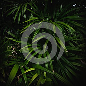 Palm leaf pattern on black background