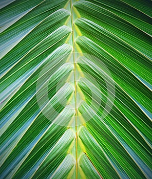 Palm leaf pattern