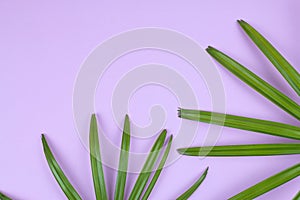 Palm leaf on pink background.