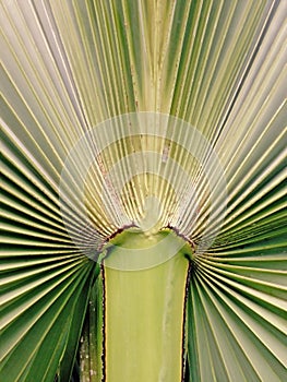 Palm leaf pleat