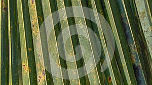 Palm leaf pleated close-up texture, floral background