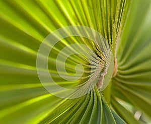 Palm Leaf section