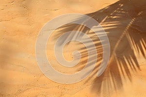 palm leaf shadow on the beach.