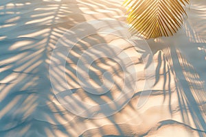 palm leaf with shadow on the beach.