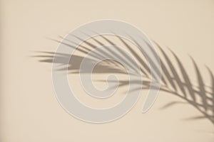 Palm leaf shadow on a beige wall background
