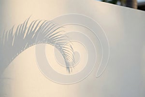 Palm leaf shadow on a light beige wall