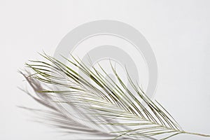 Palm leaf with shadow on light gray background. Easter and Palm Sunday concept