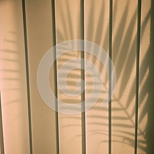 Palm Leaf shadow