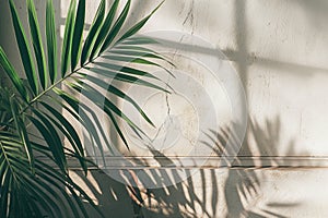 Palm Leaf Shadow on Textured Wall