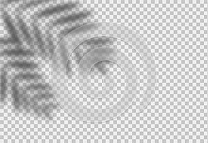 Palm leaf shadow. Vector overlay effect with tropical leaves. Realistic vector shade mockup