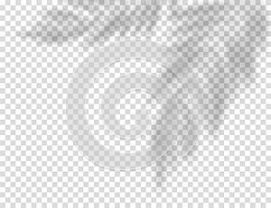 Palm leaf shadow. Vector overlay effect with tropical leaves. Realistic vector shade mockup