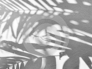 Palm leaf shadow on the wall.
