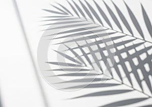 Palm leaf shadow on wall
