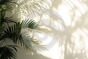 Palm Leaf Shadows Cast on a White Wall