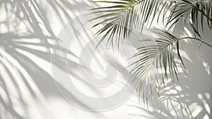 Palm Leaf Shadows Cast on a White Wall