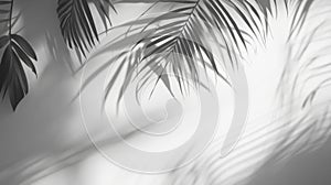 Palm Leaf Shadows Cast on a White Wall