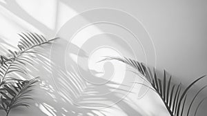 Palm Leaf Shadows Cast on a White Wall