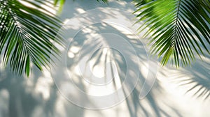 Palm Leaf Shadows Cast on a White Wall