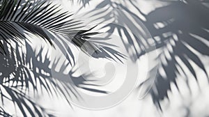 Palm Leaf Shadows Cast on a White Wall