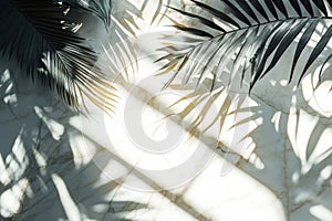 Palm Leaf Shadows on White Marble Background