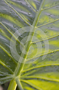 Palm leaf in shining-through light