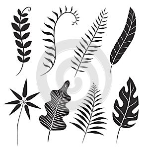 Palm leaf silhouette. Monstera frond, plant leaves silhouettes and tropical palms fronds. Coconut leaf branch, tropical jungle