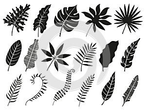 Palm leaf silhouette. Monstera frond, plant leaves silhouettes and tropical palms fronds isolated vector icons set