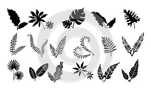 Palm leaf silhouette. Monstera frond  plant leaves silhouettes and tropical palms fronds isolated vector icons set