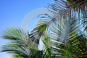 Palm leaf on sky background. Blooming tropical nature photo. Sunny tropic paradise banner template with text place