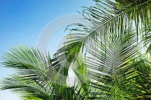 Palm leaf on sky background. Blue green tropical nature photo. Sunny tropic paradise banner template with text place