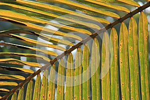 Palm Leaf in sun light