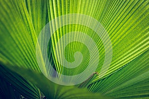 Palm leaf texture